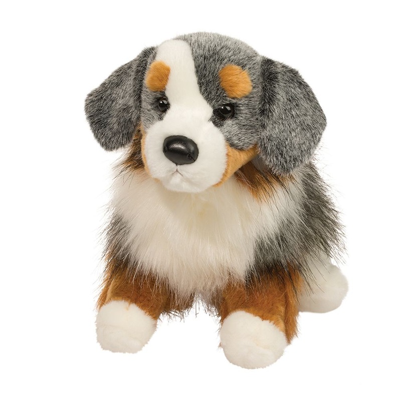 Australian Shepherd Sinclair